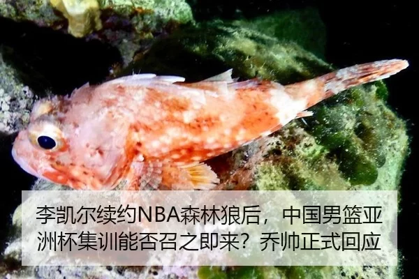 li-kai-er-xu-yue-sen-lin-lang-hou-zhong-guo-nan-lan-ya-zhou-bei-ji-xun-neng-fou-zhao-zhi-ji-lai-qiao-shuai-zheng-shi-2-936.jpg